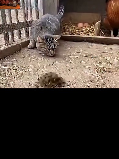 Weasel's Hilarious Tunnel Fiasco with a Cat