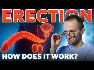All about Erection. How the erection process occurs? | Urologist Dr. Naumchuk