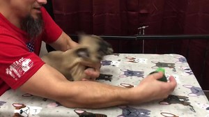 1.6K views · 48 reactions | This is Cheers! Part 4 Slainte x Batman baby boy. Thank you, Nikki Callahan | Callahan French Bulldogs | Facebook