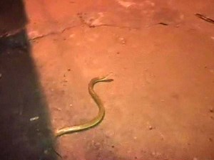 333K views · 1K reactions | Caught on camera: Snake slithers on...