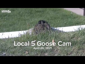 Local 5 Goose Cam (April 26, 2021)