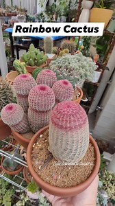 5.7K views · 940 reactions | Crowd pleaser in my garden 殺 " Echinocereus Rigidissimus 'Rainbow Cactus' " #bikolanahardinera #plantsmakesmehappy #cactus #succulentsofinstagram #succulents #cacti #plantita #succulentgarden #plantsmakepeoplehappy | Bikolanahardinera | Facebook