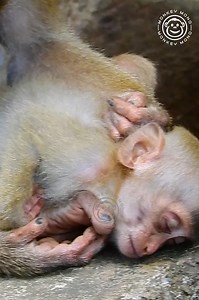 O.M.G! I start crying as I watch Rainbow behave in this way. She may have wanted milk so badly because she was so hungry. | Monkey Mono