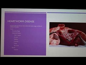Heartworm Disease and Prevention