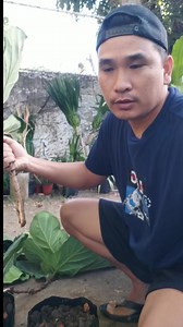 104K views · 1.3K reactions | propagate fiddle leaf plant in 40days #viralsvideos #fbreels | Jayson M. Gaylan | Facebook