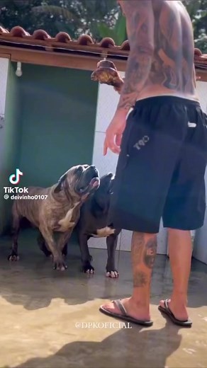 #dogs | Chicano HIP HOP Culture