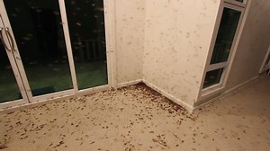 Termites On House Ground Thailand: стоковое видео (без лицензионных платежей), 17094688 | Shutterstock