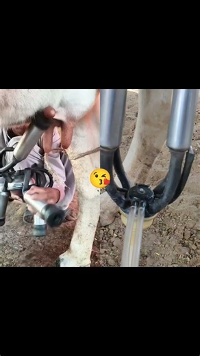 cow milk machine