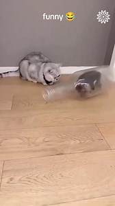 1.2M views · 26K reactions | Ada - ada aja tingkah nya 﫣 | Indah Setya | Facebook