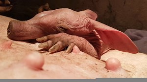 Das neu geborene Erdferkel ist wohlauf! Auf diesen Bildern ist zu sehen, wie das Junge schon selbstständig die Zitzen der Mutter findet. Die Tierpfleger wiegen das Neugeborene vor und nach dem Trinken, um exakt zu notieren, wie viel Milch es aufnimmt. Man sieht, wie sich das Jungtier nach dem Trinken sehr zufrieden für ein Nickerchen zusammenrollt. Schöne Neuigkeiten! | Königlicher Burgers' Zoo