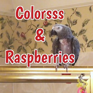 Einstein and Marcia have a fun back-and-forth conversation filled with playful exchanges about colors, raspberries, and other fun things! From calling out colors like "Purple, Green, Red, Blue, Yellow, Orange," to engaging in a friendly raspberry "Ptfffffff!" competition, the energy between the two is infectious. Einstein mimics sounds like a phone ringing and barking, interspersed with cheerful phrases like "You're a good parrot" and "Cock-a-doodle-doo!"—a playful reminder of his curious and en