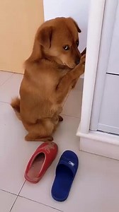 The pee is pulled into the shoes😂😂😂😂#pet #dog #foryou | Pet_station