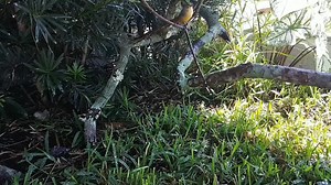 32 reactions | Spring showers in the aviary | Paradise Aviary | Facebook