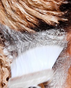 Rockin' locks!💙 Deep BLUEBERRY blue afro! | Beauty Studio