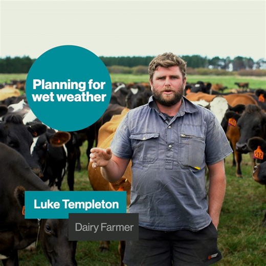 Every year, in almost every region, there’s the potential for ongoing wet weather over winter. Continually planning ahead of poor weather and wet ground conditions makes it easier to manage your cows. Southland farmer Luke Templeton shares his ideas for making caring for your cows in wet conditions your top priority. Learn more about wintering practices and wet weather support here www.dairynz.co.nz/feed/crops/wintering/management-and-review-may-to-august/ | DairyNZ