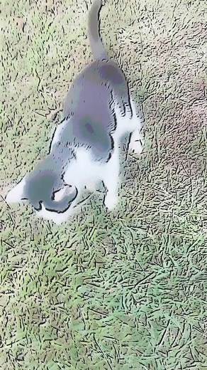 My Cat Ranger Is Allergic To The Grass And He Is Still Sniffing It OMG He Got The Cartoon Filter On His Face HeHeHe HaHaHa LOL!!🐩❤️😂😂😂😂😂😂😂😽😽😽😽😽😱😱😱😂😂🐰🐩❤️!! Does Your Pets Love To Play With Instagram Filters To?🐩❤️😃😃😽🐰🐕‍🦺🐩🕊🦆🦜🐥🦢🐙🐟🐠🐡🎏🐒🐍😃🐰🐩❤️ And He is So Cute And Looney Like Me Oh Yes Yay LOL!!🐩❤️😂😂😂😂😂😽🐩❤️!! And You Can Support Me Buy Sending Me Stars If You Want To Yay Thank You So Much Every Little Bit Helps Yay⭐️⭐️⭐️💵💵💵💵🐰🐩❤️ And I Hope That