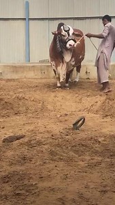 ❤️MASHA ALLAH ❤️MASHA ALLAH ❤️ 🌹Beauty🌹 😎2018😎 ALLAH Pak Qurbani Qubool Farmaye ❤️ Ameen ❤️ | Cow Mandi ( Bakra Eid in pakistan )
