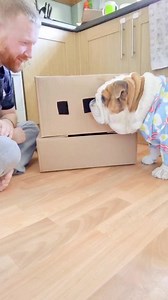 79K views · 8.8K reactions | Pablo ... just relax and let me explain the rules  #bulldogpabs #britishbulldog #dogsofinsta #englishbulldog #bulldog #funny #hilarious #puppy #lazydog #pablo | BulldogPabs | Facebook