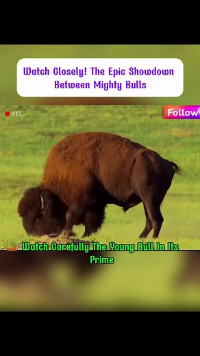 How the cheetah overcomes challenges to satisfy its appetile! #animal #Documents #pet #missionsystems #animals #nature #badboy | Scott Bright