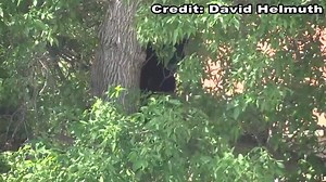 Photos told the story earlier, and now we have video of the bear falling out of the CU-Boulder tree. | 9NEWS (KUSA)