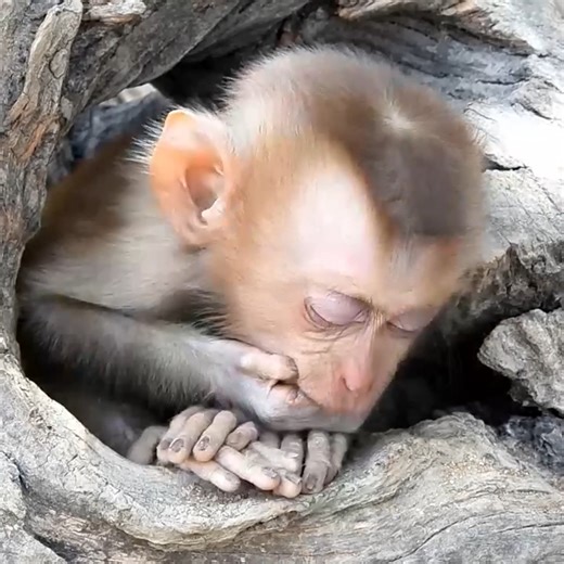 15 reactions | Today The Cute Sanya Monkey Is Very Sleepy - Monkey Rainbow | Monkey Rainbow | Facebook