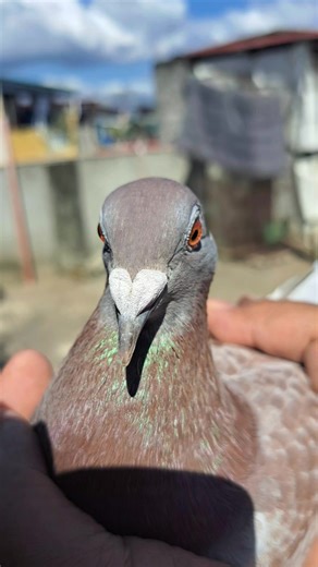 #racingpigeons #pigeonsport Germain Imbrecht | PigeonVibes