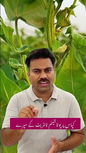 Potassium nitrate foliar application on cotton crop in hot days | Abid Ali Agrarian #cottoncrop