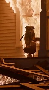 272K views · 2.6K reactions | My Dog Broke Free And Ran Back Into The...