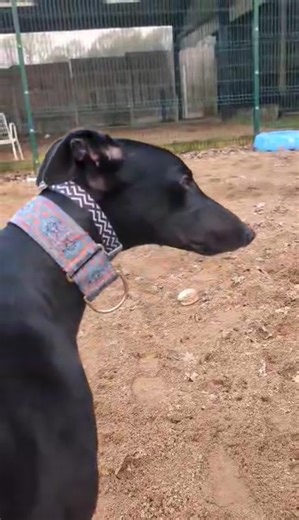 Forest Dog Rescue on Reels