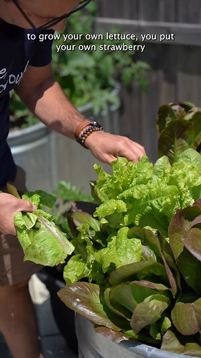 16K views · 420 reactions |  Fresh Garden Homemade Strawberry...