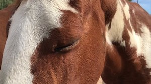 Kastanie-Paint-Pferd-Auge, Nahaufnahme-Blinken: Stockvideos & Filmmaterial (100 % lizenzfrei) 1008636688 | Shutterstock