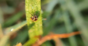 Video by Sesha on Pexels