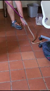 Hi julle Kry laat middag oproep van Louise vd Merwe van duskant groot eiland rawsonville. Kan jy help hier n kaapse cobra onder kas in my studeer kamer. Ry gou tot daar en haar man staan outjie mooi en dophou. Ek rescue hom gou. Ek vra hoe het jul outjie gesien. Nou louise was besig met werk op rekenaar en het n bakkie met peants gaan haal. Toe sy terug kom en deur die deur stap toe blaas iets vir haar. Sy kyk en sien cobra regop staan en blaas en daar gaan die peanuts. Haar man het gou kom help