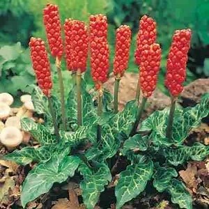 Arum italicum - Alchetron, The Free Social Encyclopedia