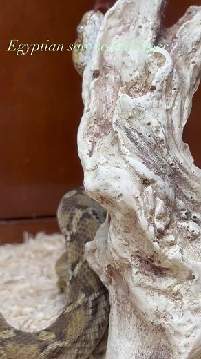 37K views · 566 reactions | Kentucky Reptile Zoo on Reels | Facebook
