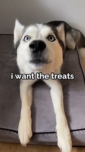 87K views · 4.2K reactions | how dogs trick or treat #talkingdog #cutedog #husky #huskynation #Halloween | The Husky Moon | Facebook