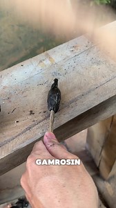 Percobaan 2 Lem dari Gum Rosin #eksperimen | experiment
