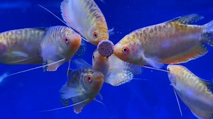 The Golden Trichogaster (Trichopodus trichopterus), often referred to as the Golden Gourami, is a vibrant and hardy freshwater fish that is a popular variant of the Three-Spot Gourami. Here’s a detailed description: Physical Appearance: • Size: Typically grows to 4–5 inches (10–12.5 cm) in length. • Body Color: The body is a shimmering golden-yellow, with a metallic sheen that reflects light beautifully. • Markings: Unlike the wild Three-Spot Gourami, which has two prominent spots on its body, t