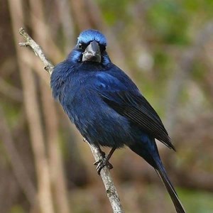 Reina Mora descripción: Esta especie mide entre 15 y 18 cm de longitud. Tiene un importante dimorfismo sexual. El MACHO presenta una coloración general azul reluciente, con la frente, periocular, malar y hombros celestes, las alas y la cola son negros, así como sus patas y su grueso e imponente pico, aunque este puede tener un reflejo claro en la máxima inferior. La HEMBRA: Tiene dorso pardo rojizo de tono variable entre diferentes ejemplares, zonas ventrales mas canelas, alas y cola pardos, pic