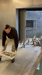 🐧 MANCHOTS, MANCHOTS, MANCHOTS !!! 🐧 À l’heure du repas, les manchots de Humboldt ont pris l’habitude de rentrer dans leur bâtiment dès que nos équipes les appelle ! 🎯 Objectif : pouvoir les approcher plus facilement et en douceur lors des soins et interventions, comme les campagnes annuelles de vaccination. Cet entraînement, c’est aussi l’occasion de réaliser un check-up collectif en vérifiant que tout le monde est bien présent. Et pour ça, il suffit de regarder la bague portée par chaque ma