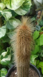 Why is the old man cactus so hairy? Fun fact- these hairs help the cactus protect itself from cold temperatures as well as the hot sunlight. But before you put your hand out to touch it, be careful, underneath the hairs are sharp spines that can prick your fingers. #oldmancactus #cactus #hardensasiyudad | Harden sa Siyudad
