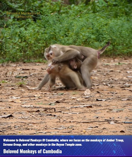 Oop! Monkey Libby lost control; she was going to hurt a blind monkey so badly for no reason; the poor little blind monkey sobs in sadness. 😱 | Beloved Monkeys Of Cambodia