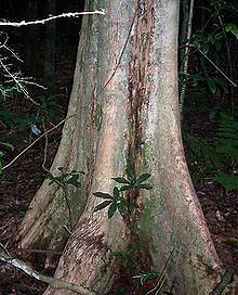 Syzygium corynanthum - Alchetron, The Free Social Encyclopedia