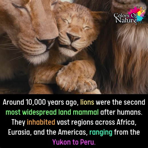 Lions | Colors Of Nature