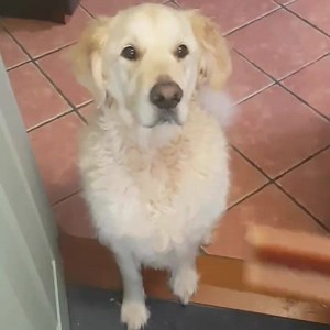 41 reactions | Treat time  | BusterBox | Facebook