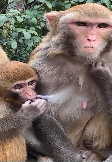 Daily Monkey Video 2023 #reels #animals #monkeys | Discovery TV