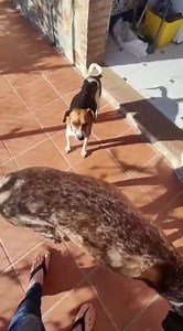 14K views · 740 reactions | Chica♥️ Es un caso difícil...la...