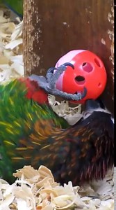 34K views · 3.6K reactions | From: #Birds & #Nature! Blue-fronted Redstart, female, (Phoenicurus frontalis) | BIRDS & Nature | Facebook