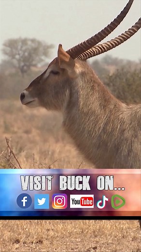 4.1K views · 88 reactions | This week Buck & Max are on safari in the Eastern Cape region of South Africa. They hunt for Springbok & Waterbuck VISIT BUCK ON FACEBOOK, TWITTER, INSTAGRAM, YOUTUBE VIMEO, TUMBLR, TIKTOK, RUMBLE, & BUCKMCNEELY.COM  #hunting #fishing #africa #southafrica #reels #waterbuck #springbok #safari #animals #travel #adventure | The Outdoorsman with Max McNeely | Facebook
