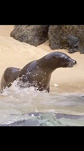 Wait till end...😳 Sea lion mother and her pup #wildlife #animals #naturelovers #nature #sealion | Wondersofjungle